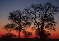Sunset with trees