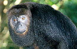 howler monkey