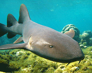 nurse shark