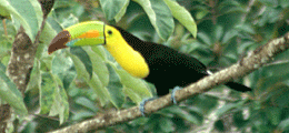 keel-billed toucan