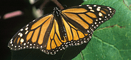 monarch butterfly