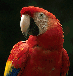 Parrots+and+macaws+pictures